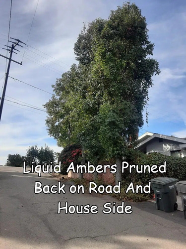 amb_after-pruning