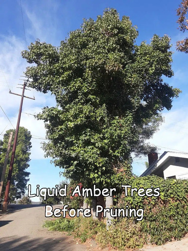 amb_before-pruning amb_before-pruning